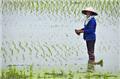Vietnam's Land Law Reform: Is it Enough?